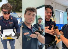 Gattino neonato a bordo strada  salvato da due poliziotti  (Foto) 