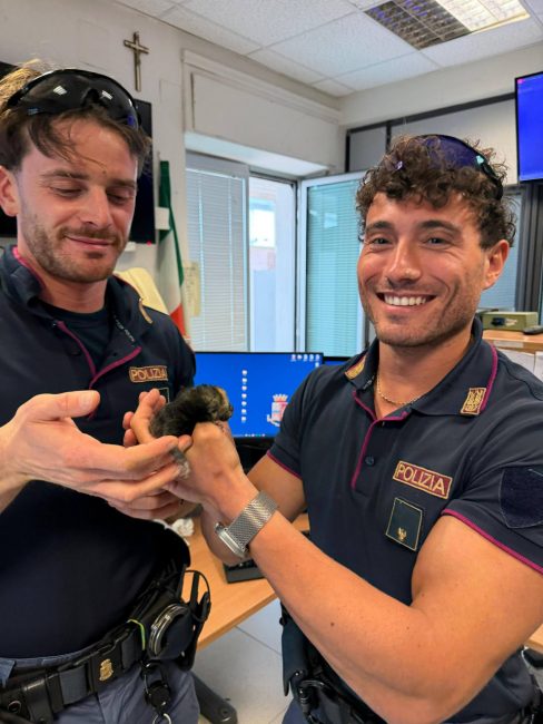 gatto polizia 2