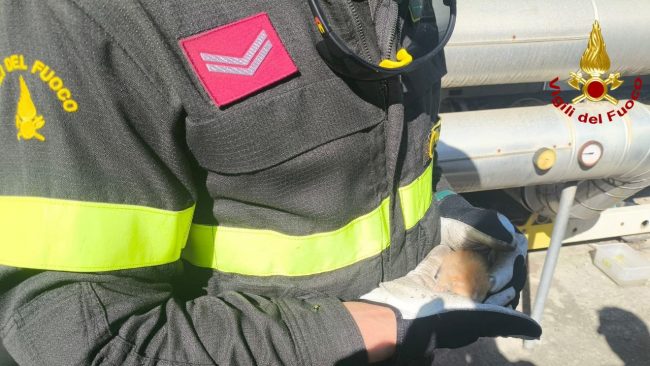 gatto-vigili-del-fuoco