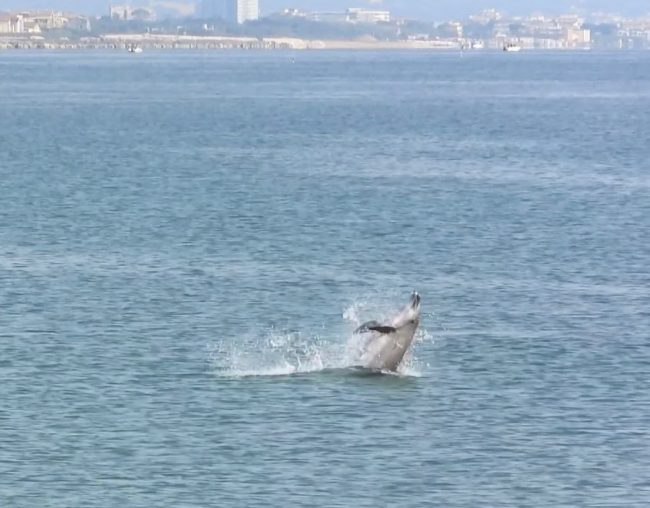 delfino civitanova (1)