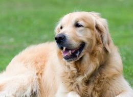 «Il cane non era di razza e pure malato»  Sotto accusa due allevatori.  La difesa: «Documenteremo che non è così»