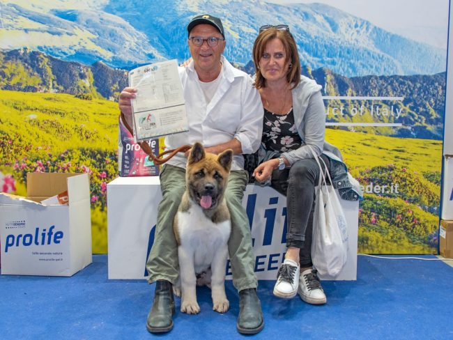 lozen-akita-americano-campione-mondo-2-650x488