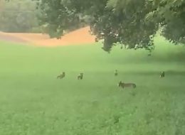 Un branco di lupi in contrada Botonto:  «Qui spariscono cani, galline e pecore»  Video) 