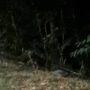 Spunta un lupo dal bosco di Collevario