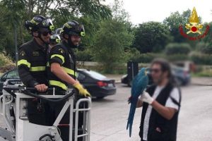 Scappa e vola sulla cima di un albero:  sos per un pappagallo