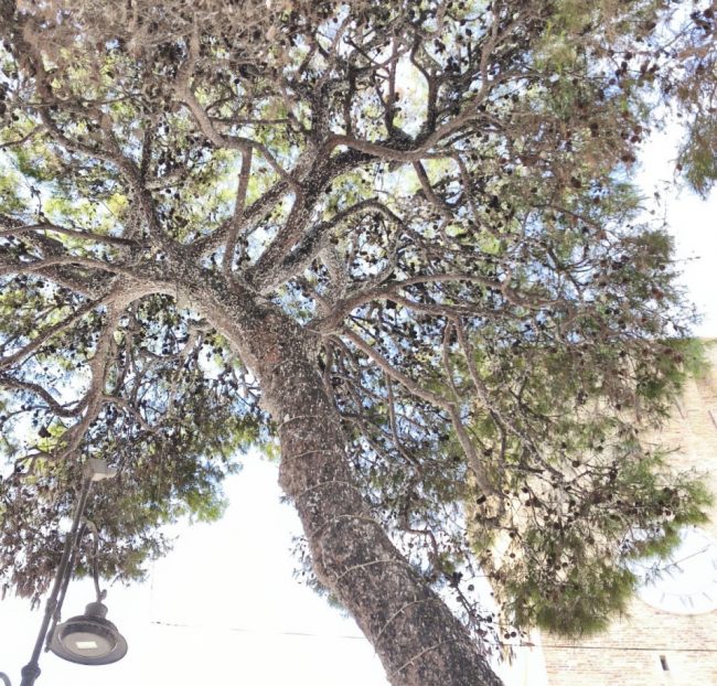 pini-piazza-brancondi-1-e1780298978880-650x622
