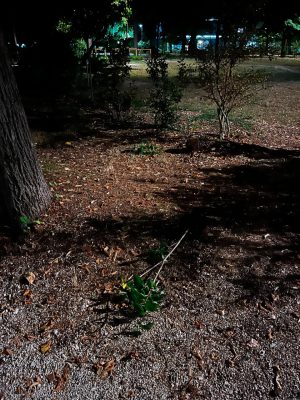 alberi sradicati matelica 2