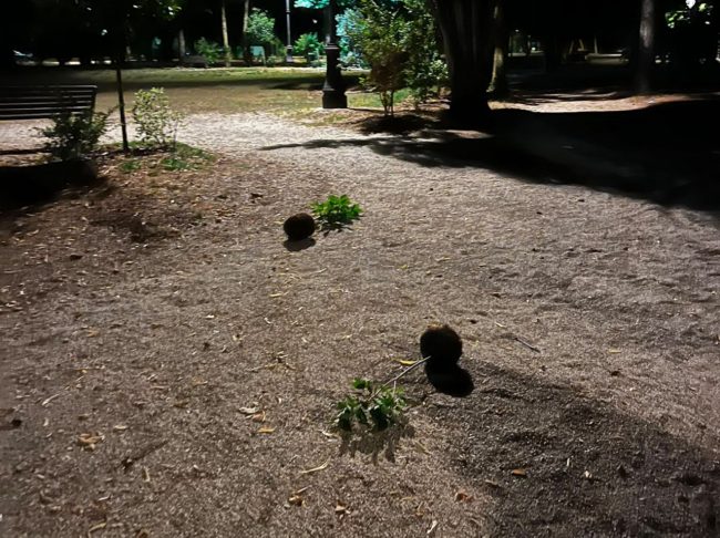 alberi-srdadicati-matelica-3-650x486