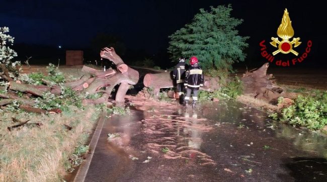 albero caduto vigili del fuoco