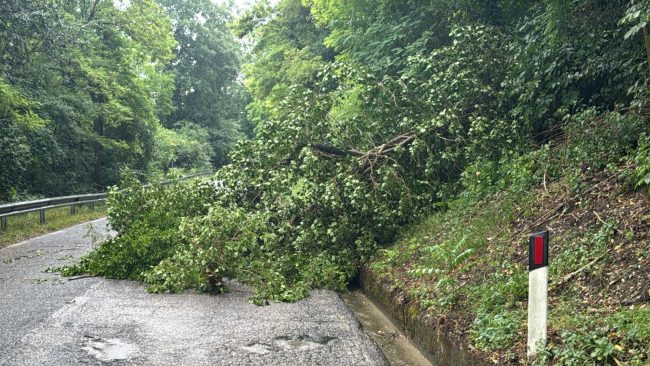 albero-in-strada