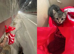 «Sembrava una cartaccia appallottolata  e invece era un gattino nella galleria»