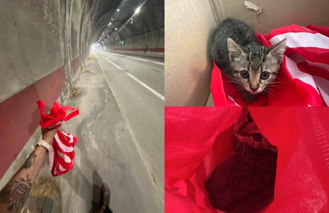 gatto galleria