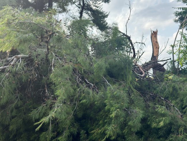 maltempo temporale civitanova alberi caduti 2