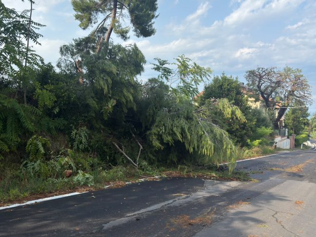 maltempo temporale civitanova alberi caduti 3