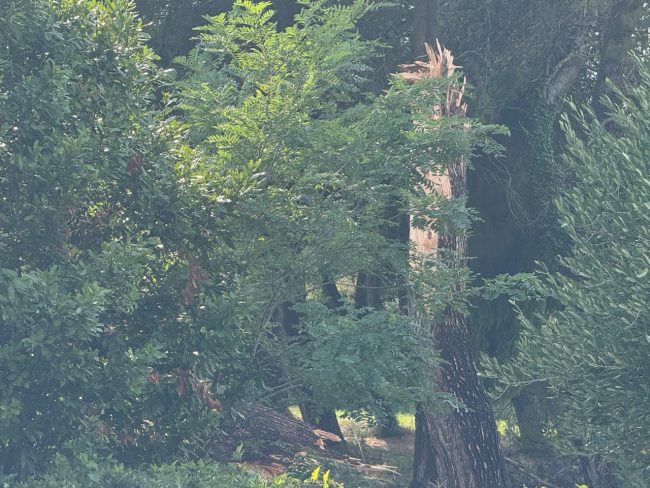 maltempo temporale civitanova alberi caduti 4