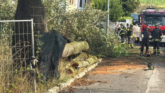 maltempo temporale civitanova alberi caduti 7