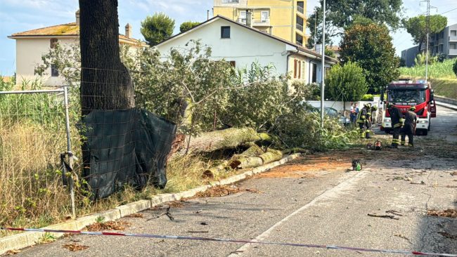 maltempo temporale civitanova alberi caduti 8