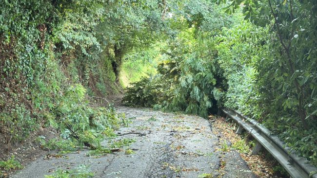maltempo temporale civitanova alberi caduti 9