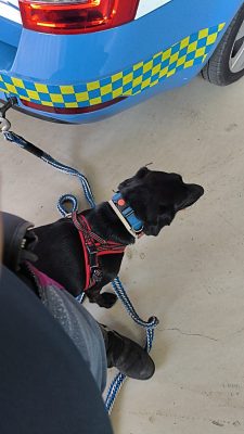nami-cagnolina