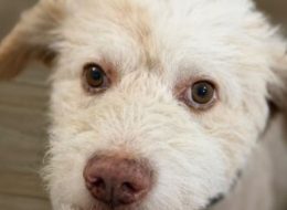 Rintracciato il pirata del Suv  che ha ucciso il cane Otto