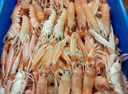 Scampi a 80 euro al chilo  «Il caro gasolio resta il vero problema»