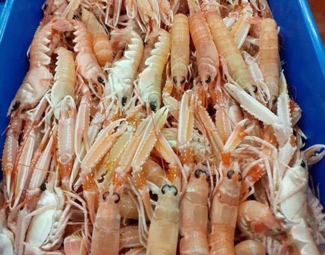 scampi-e1784914680874-650x511