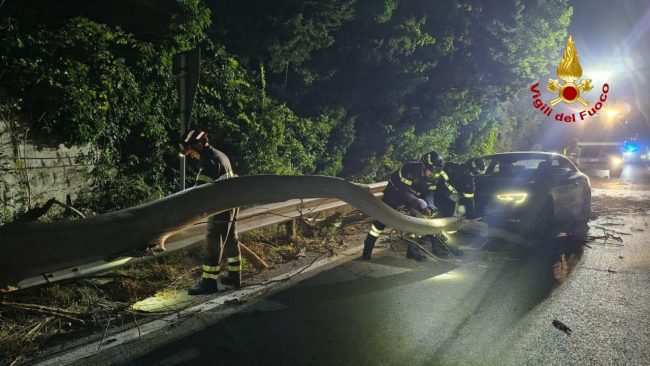 vigili-del-fuoco-notte-albero