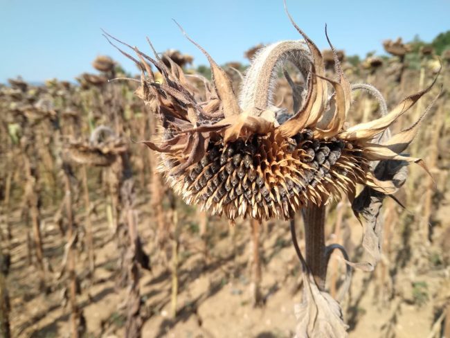 Girasoli-caldo-