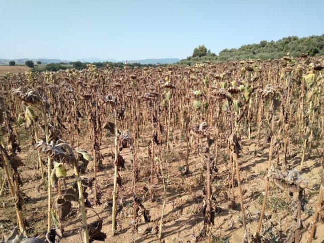 Girasoli-caldo-33-650x488