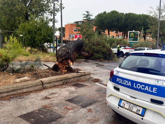 albero caduto (2)