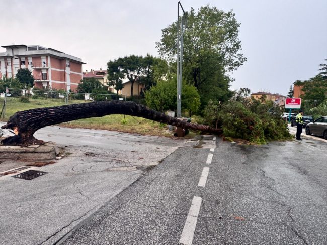 albero caduto (4)