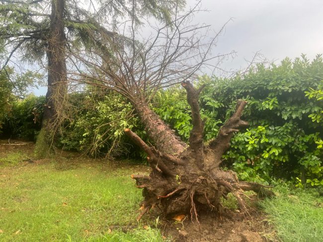 albero montecassiano