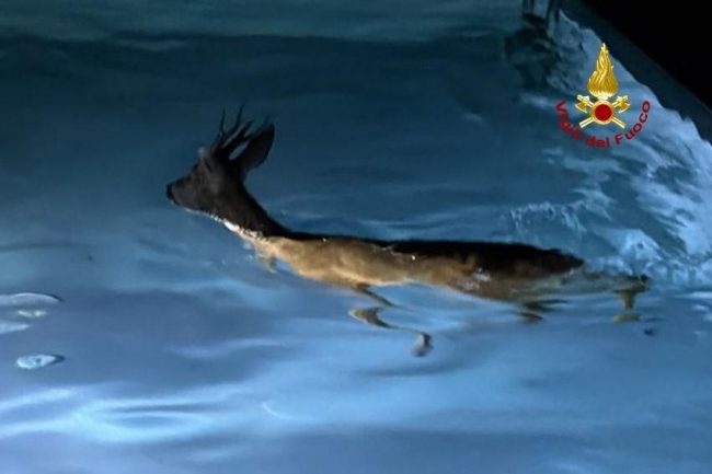 capriolo-piscina