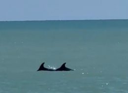 La danza dei delfini  a Porto Recanati (Video)