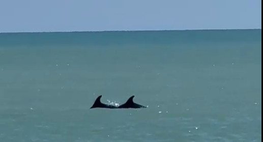 delfini-porto-recanati1