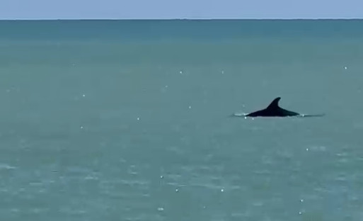 delfini-porto-recanati2