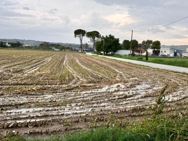 campi allagati montecosaro (2)