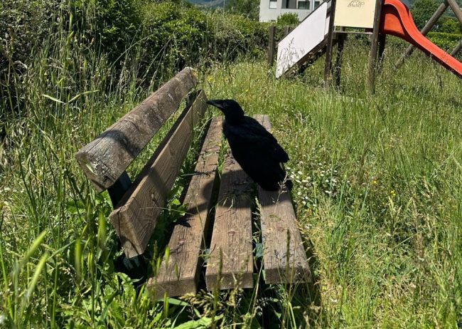 corvo-angelina-di-monte-2-650x462