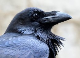 A passeggio con un corvo imperiale,  un cacciatore lo uccide:  «Mi sembrava una cornacchia»