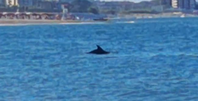 delfini-lampara-beach-civitanova
