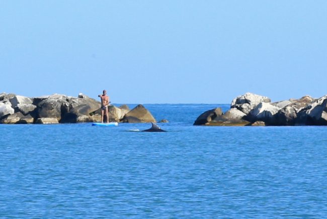 delfini-porto-potenza-3-650x436