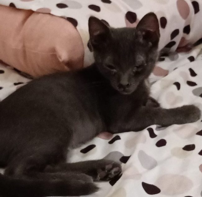 gattino sparito macerata phanty