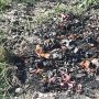 Incendiano due sacchi di pellami  accanto al fiume Chienti