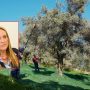 Raccogli le olive nei campi comunali,  puoi tenere il raccolto:  «Promuoviamo la cura del territorio»