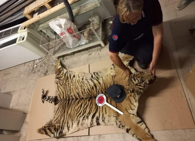 pelle tigre