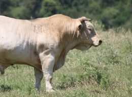 Toro cade in un dirupo:  soccorso con l’elicottero
