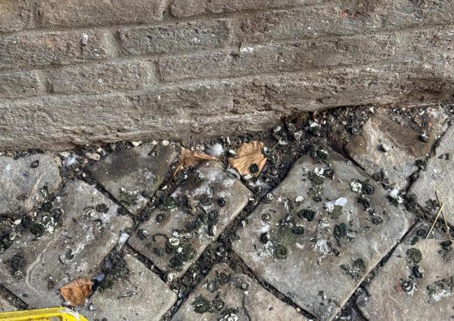 Escrementi-piccioni-