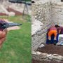 Un ospite speciale a Urbs Salvia:  salvato un picchio verde